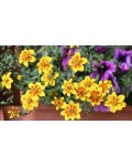 Bidens ferulifolia з рясним золотистим цвітінням